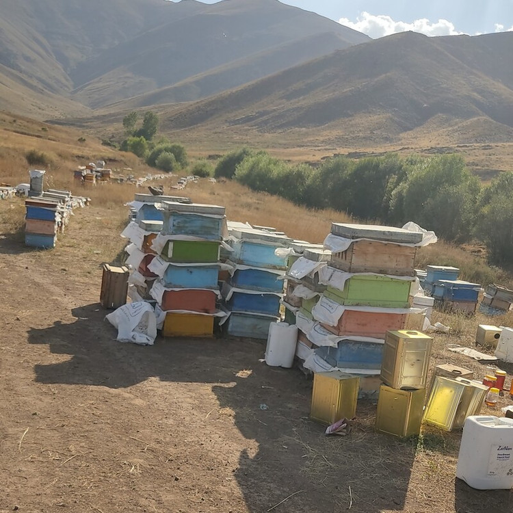 عسل طبیعی نمای داخلی