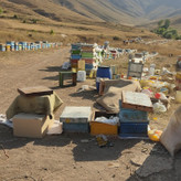 عسل طبیعی باکیفیت بالا پخش مستقیم زنبوردار